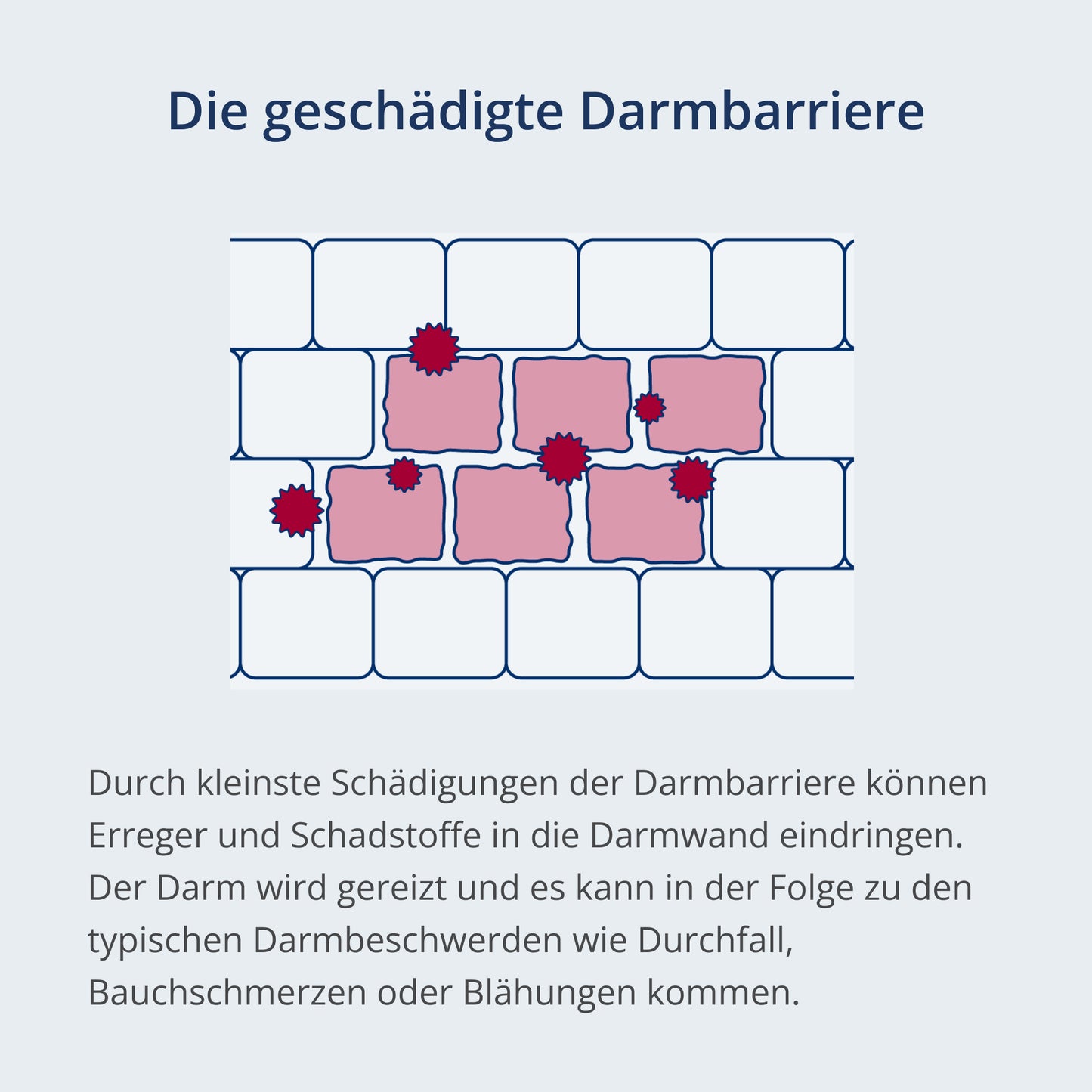 Abbildung der geschädigten Darmbarriere mit Erklärung