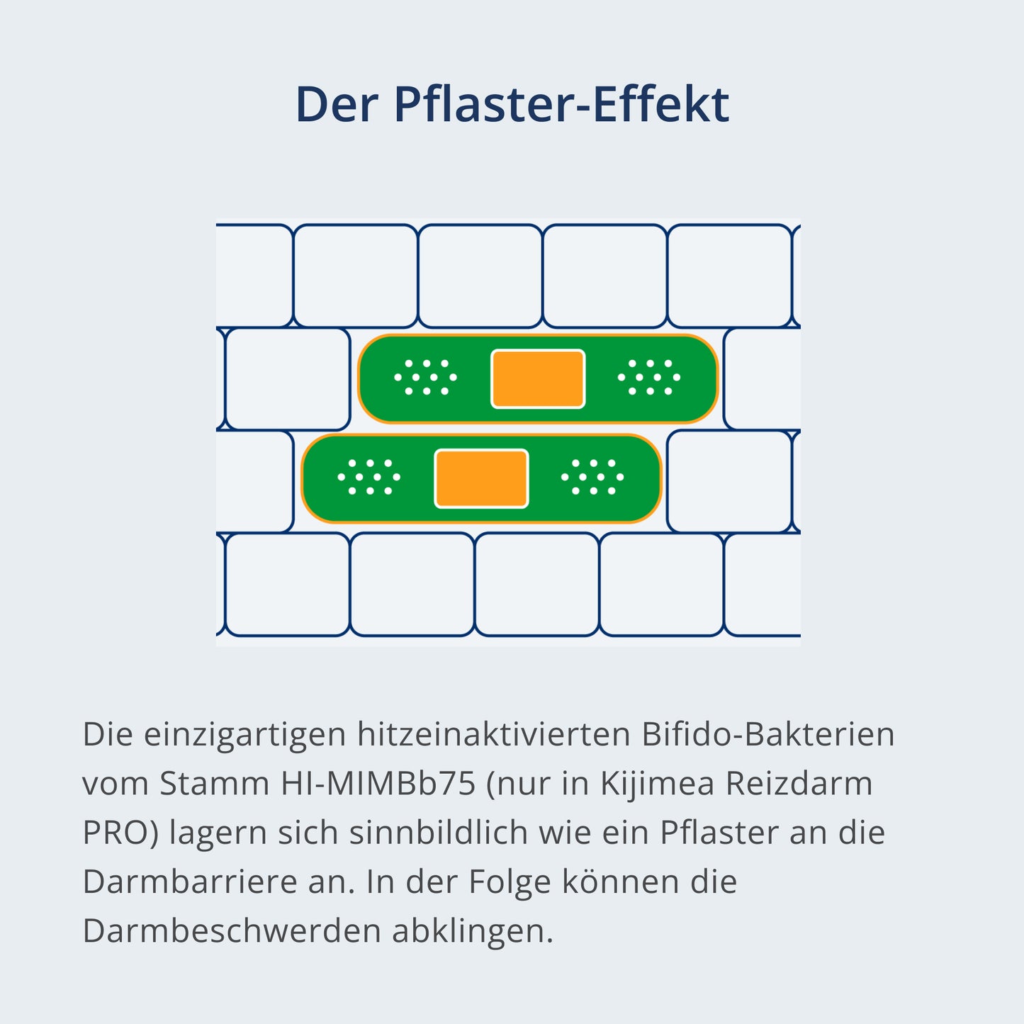 Abbildung des Pflaster-Effekts durch den Bifido-Bakterienstamm