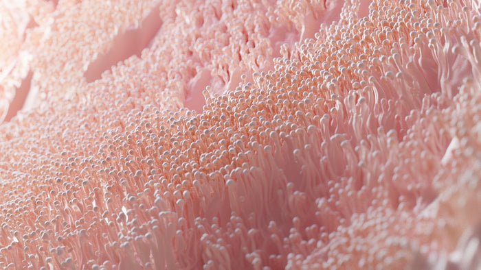 Alles über die Mukosa: Das Gewebe der Darmschleimhaut